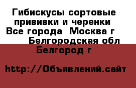 Гибискусы сортовые, прививки и черенки - Все города, Москва г.  »    . Белгородская обл.,Белгород г.